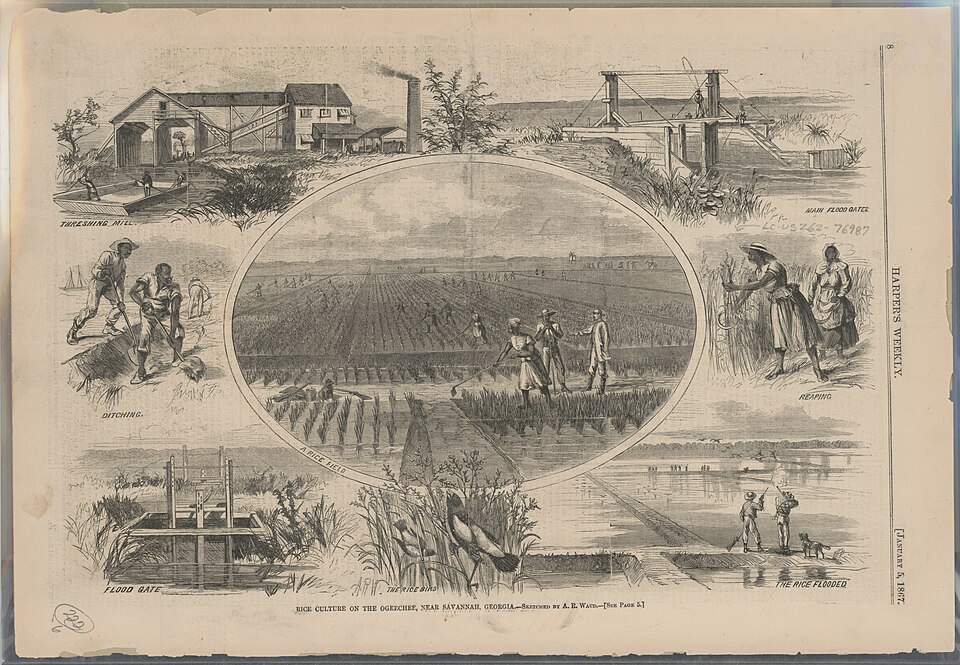Illustration of rice cultivation in the colonial South